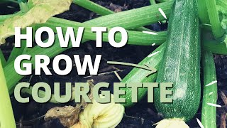 How to Grow ZucchiniCourgette  Step by Step Guide [upl. by Nahtahoj533]