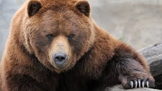 Grizzly River  Grizzly Bears Nature Documentary [upl. by Sidran]