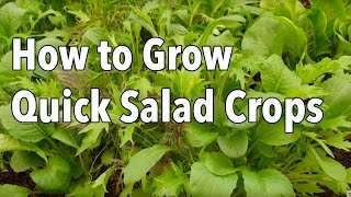 How to Grow Quick LateSeason Salad Crops [upl. by Iborian965]