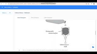 Cerebry 9cu sinif tebiet 1 asan [upl. by Cornell]