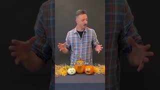 Meet Adam Bierton Master Pumpkin Carver [upl. by Hahsia]