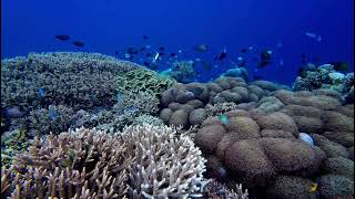 Tumbak island snorkeling  North Sulawesi Indonesia [upl. by Aidualc372]