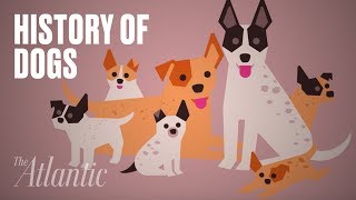 The Origin of Dogs [upl. by Eckardt]