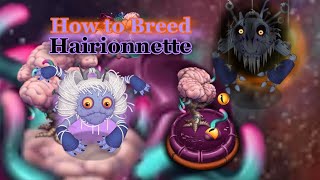 How to breed Hairionnette MSM [upl. by Babs958]