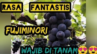 Review ANGGUR JEPANG FUJIMINORI [upl. by Diane]