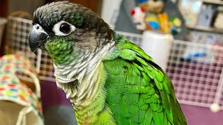 Green Cheek Conure Talking amp Sounds  Talking Parrot [upl. by Annoyed]