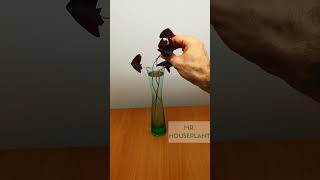 Oxalis Plant Propagation [upl. by Sera]