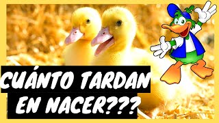 cuánto tardan los patos en nacer  TIEMPO DE INCUBACION PATOS  tipos de pato  PATOS CRIANZA [upl. by Viscardi903]