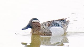 Garganey Llanelli Wetlands May 22 [upl. by Jaffe804]