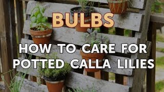 How to Care for Potted Calla Lilies [upl. by Mungovan]