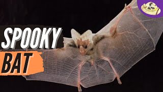 Ghost Bat Facts Spooky or Adorable [upl. by Gersham]