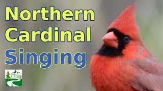 Cardinal Singing amp Call Sounds [upl. by Pengelly]