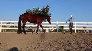 TEACH YOUR HORSE TO LEAD BY A FRONT FOOT why and how [upl. by Bolan]