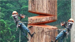 Dangerous Fastest Chainsaw Cutting Tree Machine Skills Logging Wood Truck amp Wood Sawmill Machines [upl. by Ventura24]