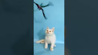 Conon White Maine Coon Male Kitten With Blue Eyes Available Now  Purebred Kitties [upl. by Aened]