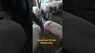 Large Black  Swine Management  pig Husbandry  Agri Life With Dilupa Akalanka [upl. by Duyne]