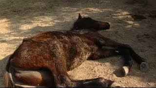 49 race horses left to die in stud farm outside Delhi [upl. by Orlina866]