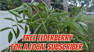 FREE Elderberry plants to a good home  local pickup 2 year old plants [upl. by Iemaj753]