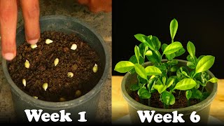 How To Grow Lime Tree From Seeds [upl. by Irwinn108]