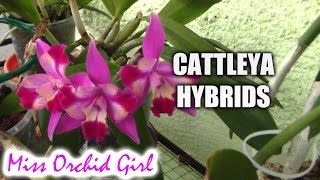 Cattleya orchids and their numerous hybrids [upl. by Ordnas]