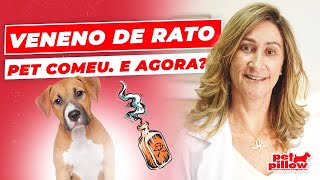 Meu cachorro comeu veneno de rato cuidados emergenciais  Dra Michele Sandrault [upl. by Alial870]