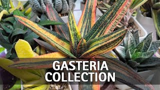 My Full Gasteria Collection Tour [upl. by Armyn]