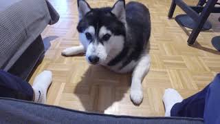 Ist ein Husky ein Familienhund [upl. by Dnomar]