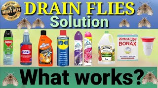 Drain Flies Solution What works What does not [upl. by Lennon]