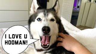 My Husky Speaks PERFECT English😱😍😭 Subtitles Compilation [upl. by Selohcin]