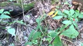 How to identify wild Ginseng plants and the root [upl. by Nosyt146]