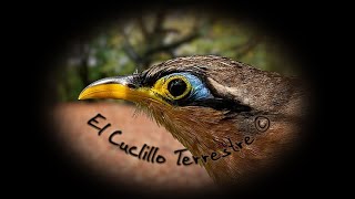 🕊️ Canto del Cuclillo Terrestre 🕊️ [upl. by Annoiek594]