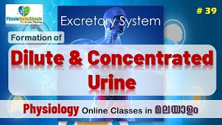 Ep39  Formation of Dilute amp Concentrated Urine humanphysiology malayalam excretorysystem [upl. by Jakob]