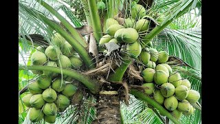 Coconut breeding methods [upl. by Ankney]