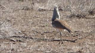 Avutarda kori Ardeola kori en el Parque Nacional Kruger [upl. by Walcoff]