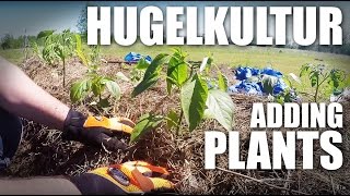 GGC  59  Homesteading Planting Our Hugelkultur Vegetable Garden [upl. by Mallin]