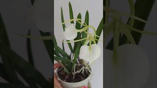 🌸 Brassavola Nodosa  Easiest to Grow Cattleya Species [upl. by Faber862]