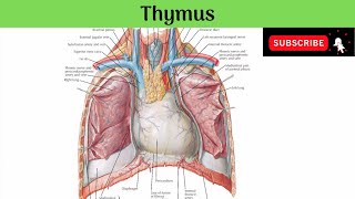 Thymus  Situation Relations  Microscopic Structure Haemothymic Barrier Function Clinical Anat [upl. by Saihtam]