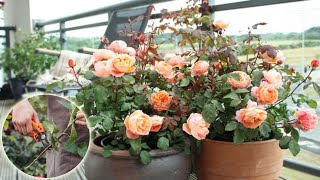 How To Grow and Care Roses From Cuttings Indoors  Growing flowers at Home  Gardening Tips [upl. by Aley]