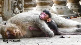 Baby monkey cry for mother monkey died  emotional scene [upl. by Airdnek885]