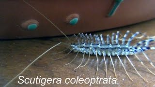 Scutigera coleoptrata [upl. by Rimola]