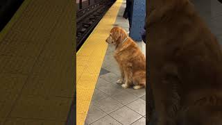 goldenretriever This Golden Retriever follows the rules and firmly refuses to cross the line [upl. by Aicenaj]