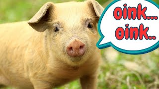 Pig Sounds amp Facts for Kids [upl. by Atsirk]