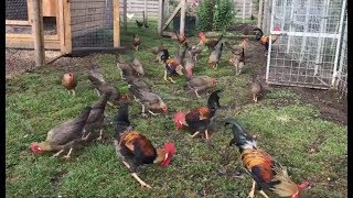 Leghorn Chickens  Brown Leghorn Chickens [upl. by Enehs]