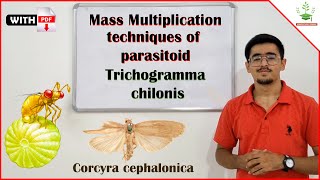 Mass Multiplication Technique of Parasitoids  Trichogramma chilonis amp Corcyra cephalonica [upl. by Walling235]