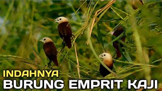 burung emprit kaji [upl. by Cirilla]