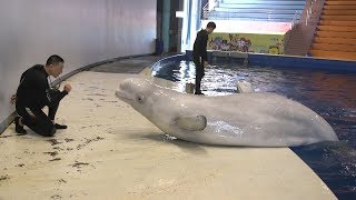 Captive beluga whales head to world’s first open water sanctuary  ITV News [upl. by Camroc]