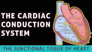 The conduction system of heart The junctional tissue of heart [upl. by Nekal]