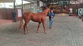 Lote 640 Macho Hijo de Dubái Sky en Zumbera por Zampano II [upl. by Pestana]