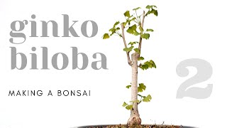 Ginkgo Biloba Bonsai  Repotting 2 [upl. by Yrellav]