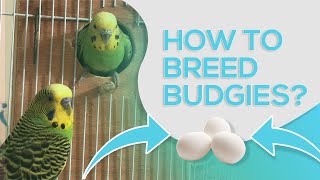 HOW TO BREED BUDGIES  10 STEPS FOR SUCCESSFUL BREEDING [upl. by Sigmund767]